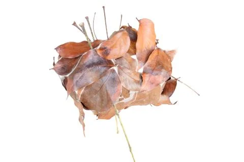 Ant nest of dry leaf Stock Photos