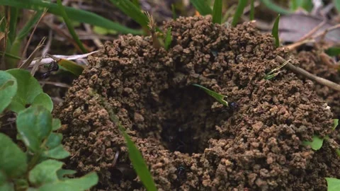 Ant nest fast Stock Footage 288119582