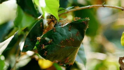 Ant nest Vídeos de archivo 104096076