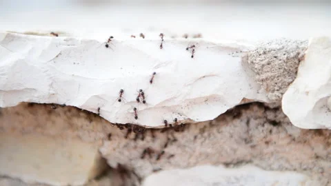 Ant nest. Stock Footage 158729733