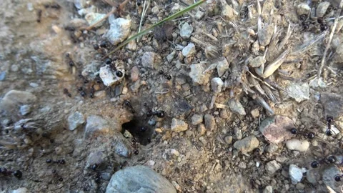 Ant Nest Stock Footage 255523198