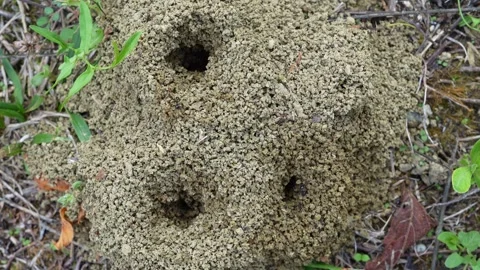 Ant nest Stock Footage 285528122