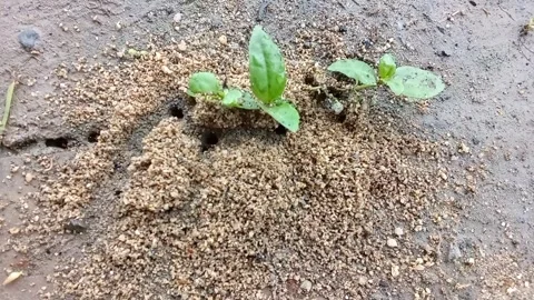 Ant nest Stock Footage 300442281