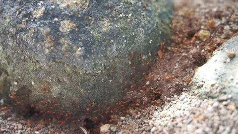 Ant nest Stock Footage 330186355