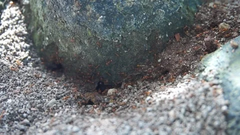 Ant nest Stock Footage 330186367