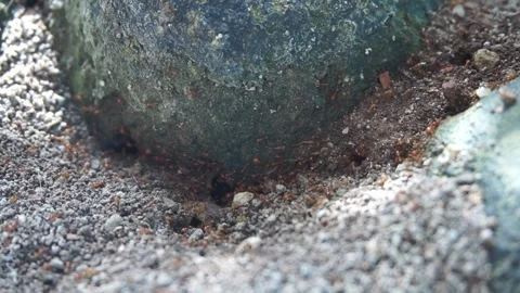 Ant nest Stock Footage 330186368