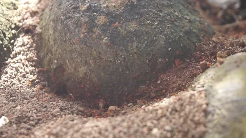 Ant nest Stock Footage 330186604