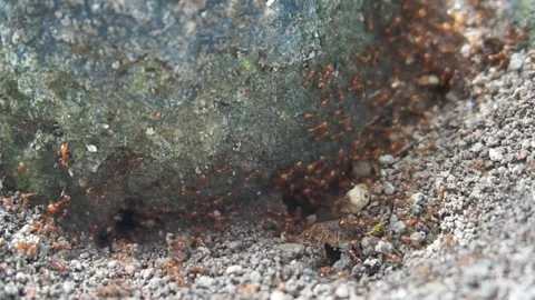 Ant nest Stock Footage 330186611