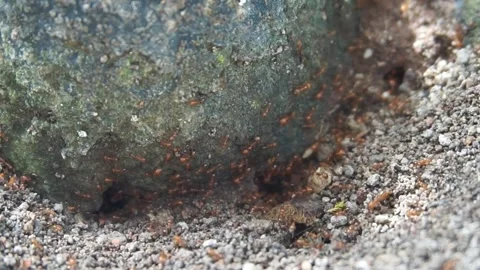 Ant nest Stock Footage 330186650