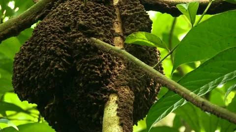 Ant nest high up in a tree 스톡 동영상 161811285