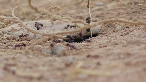 Ant nest hole opens in dry soil - Underground Colony and Surface Activity Stock Footage 339810546