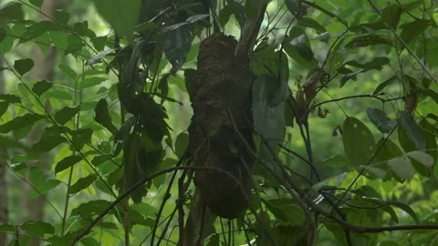 Ant Nest in a Jungle Tree, Leuser National Park, Indonesia Stock Footage 141593908