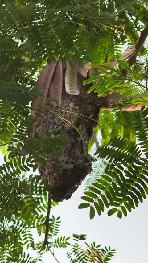 Ant Nest on Leucaena Tree Stock Footage 341551503