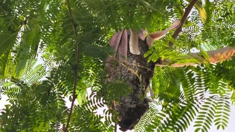 Ant Nest on Leucaena Tree Stock Footage 341551559
