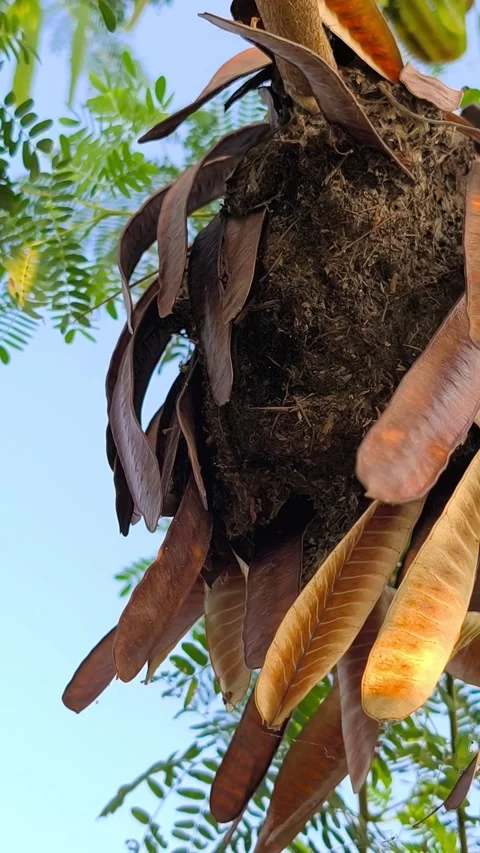 Ant Nest on Leucaena Tree Stock Footage 341551565