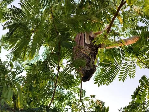Ant Nest on Leucaena Tree Stock Photos