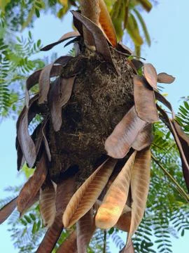 Ant Nest on Leucaena Tree Stock Photos