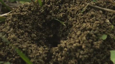 Ant nest macro Stock Footage 288119574