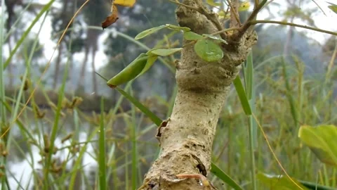 Ant nest on a Moringa tree trunk Stock Footage 251594080