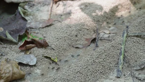 Ant nest mound on sandy forest floor Stock Footage 329389891