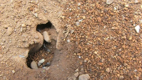 Ant Nest Observation Stock Footage 327567865