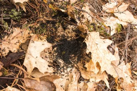 Ant nest Stock Photos