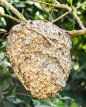 Ant Nest Stock Photos
