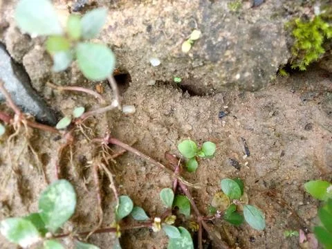 Ant Nest Stock Photos