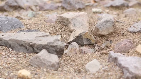 Ant Nest Rack Focus Stock Footage 60214265