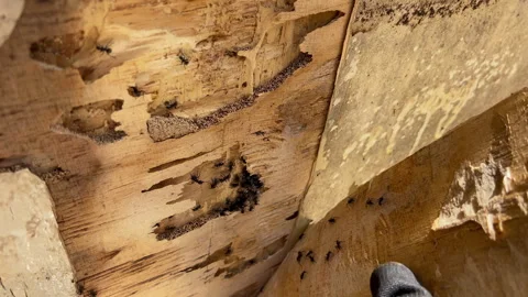 Ant Nest Revealed Inside Damaged Plywood During House Demolition 4K60 Stock Footage 332743868
