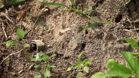 Ant nest timelapse Stock Footage 69103092
