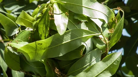Ant Nest On Tree Stock Footage 45608270