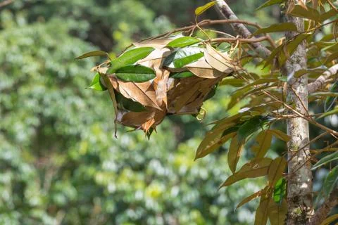 Ant nest on a tree Stock Photos