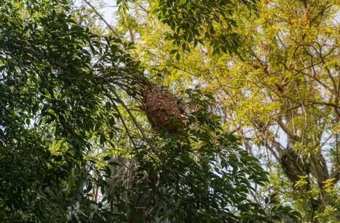 Ant nest on the tree Stock Photos