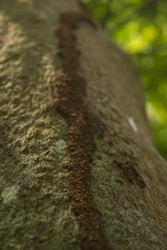 Ant nest on a tree Stock Photos