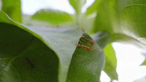 Ant nesting in bright day light Stock Footage 78176043