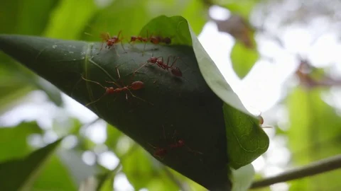 Ant nesting in bright day light 库存影片 78176159
