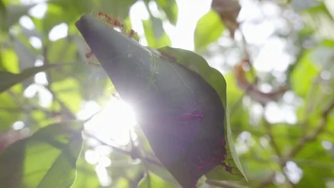 Ant nesting in bright day light Видео 78176353