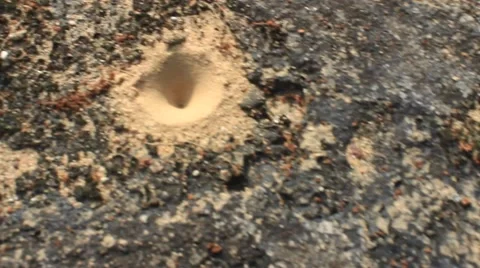 Ant nests on the ground Stock Footage 44348487