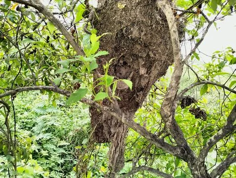 Ant nests hang on trees Stock Photos