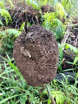 Ant nests. Stock Photos