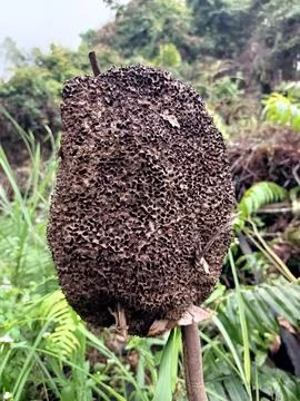 Ant nests. 写真素材
