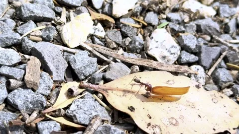 Ant with object Stock Footage 330700400