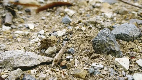 Ant obstacle Stock Footage 233984370