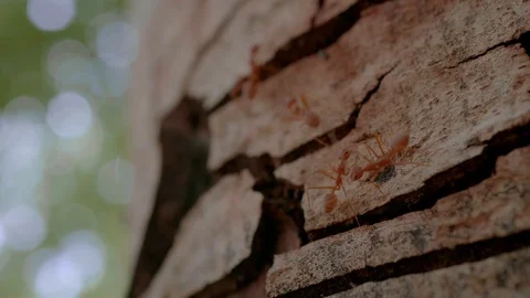 Ant on the old tree Stockbeeldmateriaal 111987178