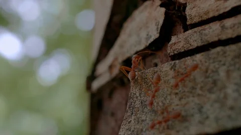 Ant on the old tree Stockbeeldmateriaal 111987194