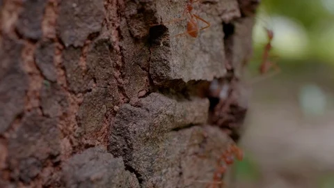 Ant on the old tree Stockbeeldmateriaal 111987249