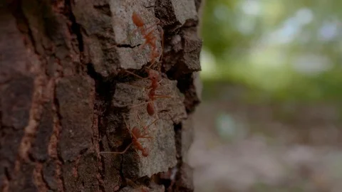 Ant on the old tree Stockbeeldmateriaal 111987339