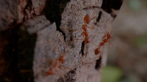 Ant on the old tree Stock Footage