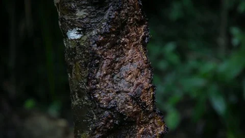 Ant on an old tree in the rainforest Stock Footage 103043967